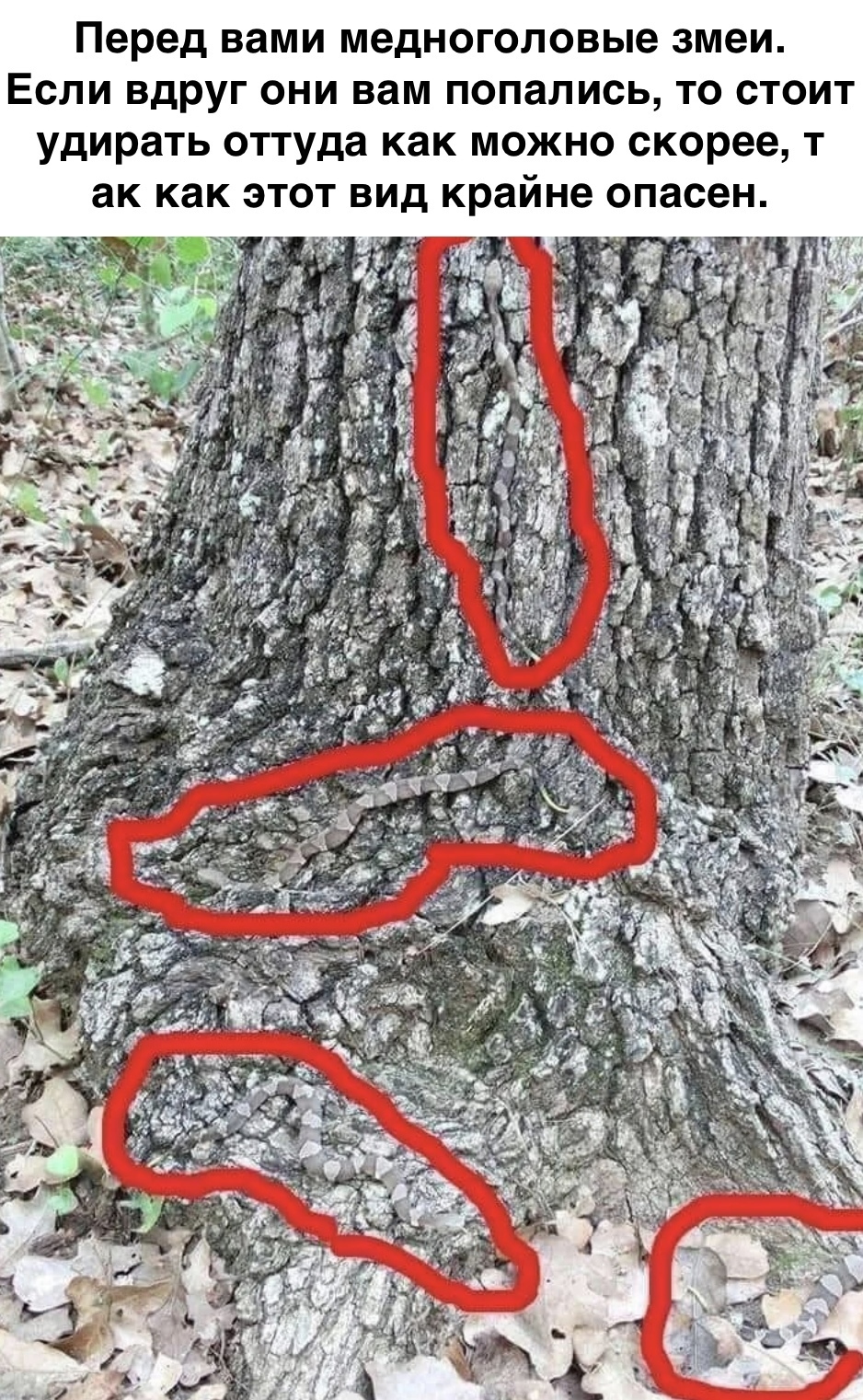 Тест на змей. Змеи на деревьях. Найди змейку на картинке.